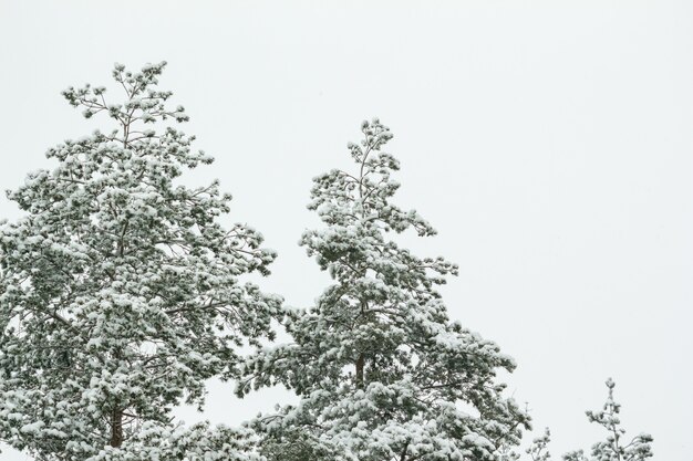 Photo pine trees branches in the snow