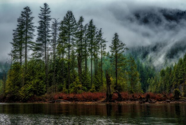 Photo pine trees by lake in forest against sky