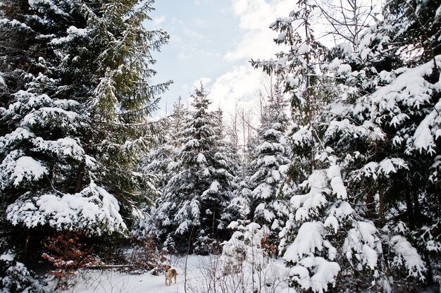 Pine trees covered by snow and lonely dog