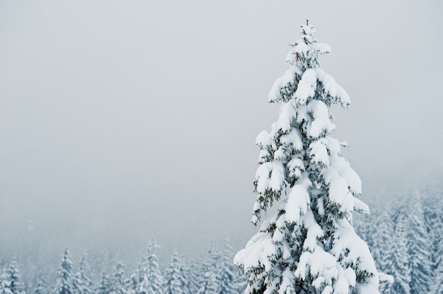 Foto pini coperti di neve sulla montagna chomiak, splendidi paesaggi invernali dei carpazi, ucraina, maestosa natura gelo,