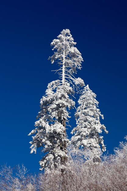 Pine trees covered in snow on skyline