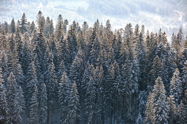 Сосны, покрытые свежевыпавшим снегом в зимнем горном лесу в холодный яркий день.