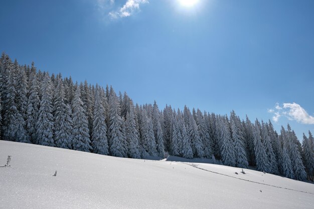 Pine trees covered with fresh fallen snow in winter mountain forest on cold bright day.