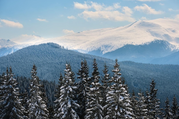 寒い明るい日に冬の山林で新雪に覆われた松の木。