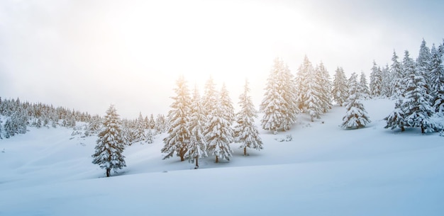 Pine trees covered with snow on mountain hill