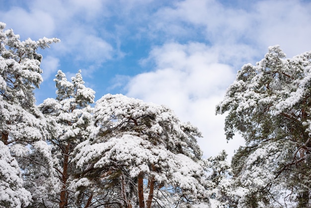 Pine trees covered with snow