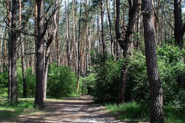 Pine trees in a dense forest in summer