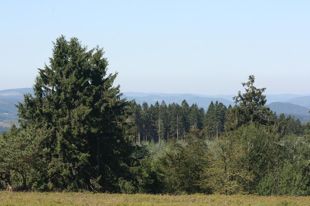 Pine trees on field against sky