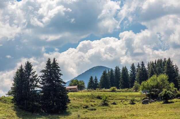 Pine trees on field against sky