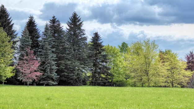 Photo pine trees on field against sky