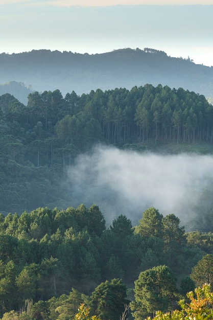 Pine trees in a foggy altitude rainforest at Brazil.