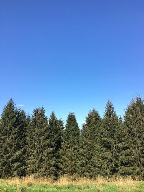 澄んだ青い空を背景に森の松の木