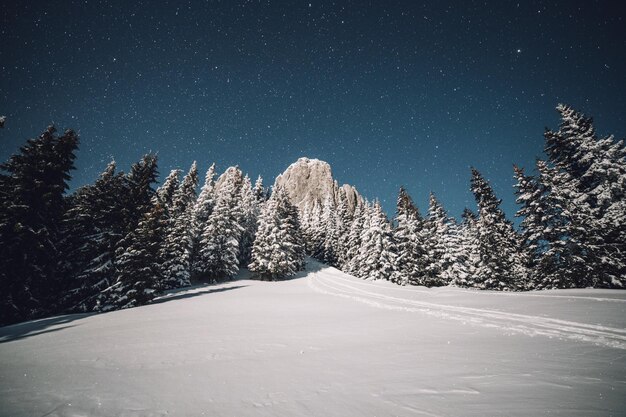 Pine trees in forest against clear sky at night