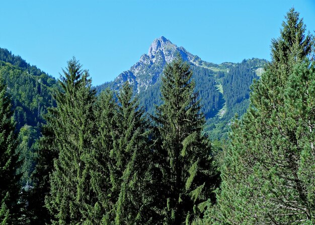 Foto alberi di pino nella foresta contro un cielo limpido