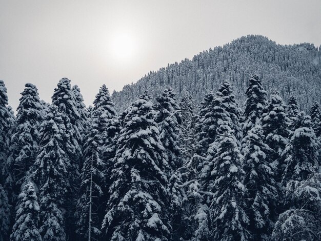 Foto alberi di pino nella foresta contro il cielo durante l'inverno