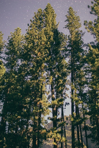 Photo pine trees in forest against sky