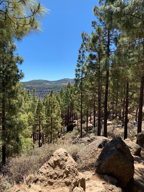 Photo pine trees in forest against sky