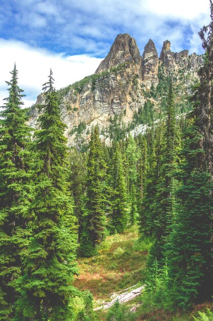 Photo pine trees in forest against sky