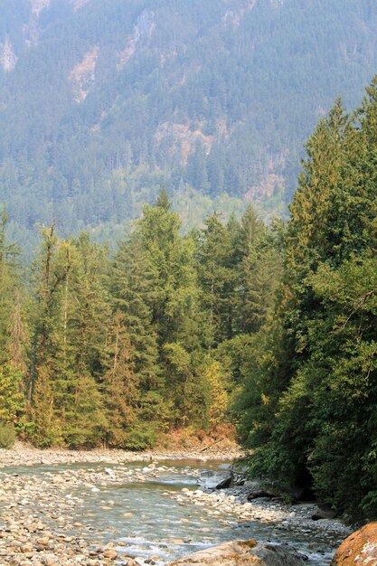 Foto pini nella foresta contro il cielo