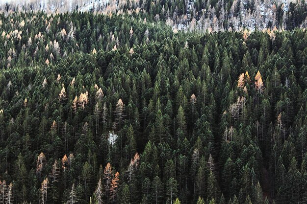 Photo pine trees in forest against sky