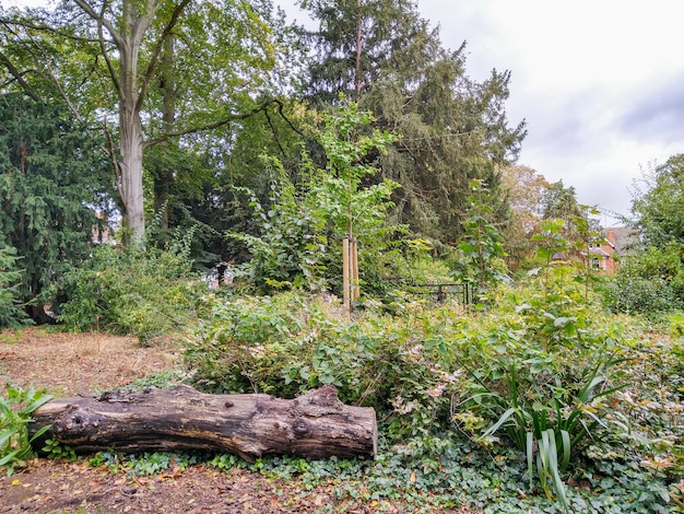 Foto pini nella foresta contro il cielo