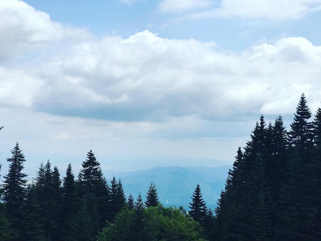 Pine trees in forest against sky