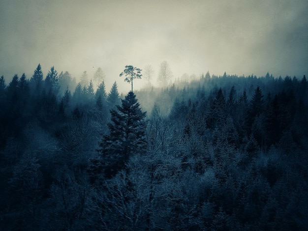 Photo pine trees in forest against sky