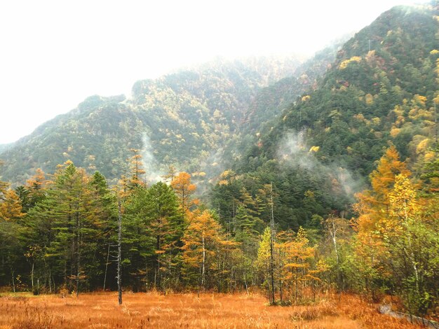 Pine trees in forest against sky