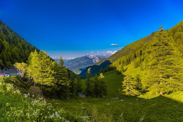 Pine trees and forest in Alp mountains MartignyCombe Martigny