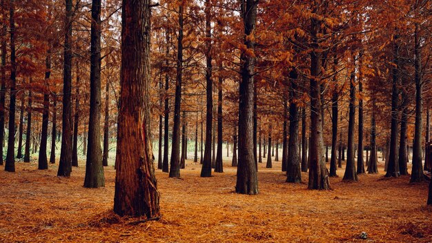 Photo pine trees in forest during autumn