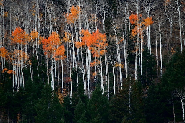 Photo pine trees in forest during autumn