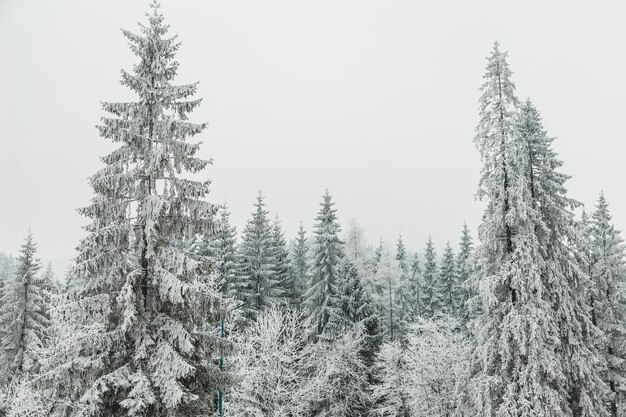 Photo pine trees in forest during winter