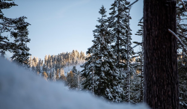 Pine trees in forest during winter