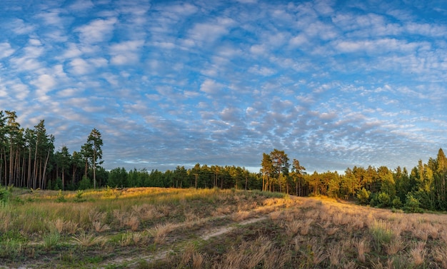 Photo pine trees in a forest glade amid bizarre clouds in the backlight near the coast of the kiev sea