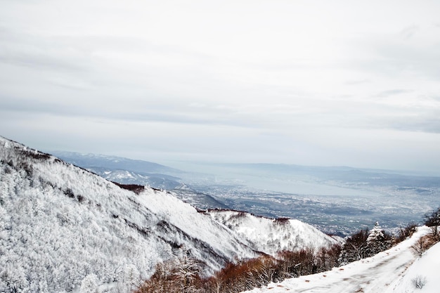 写真 曇り空の下で雪景色の松の木の森