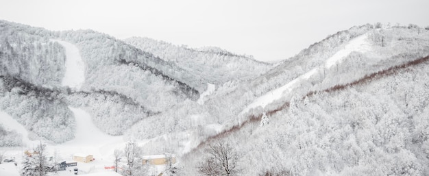 写真 曇り空の下で雪景色の松の木の森