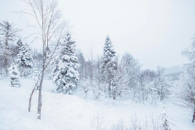 写真 曇り空の下で雪景色の松の木の森