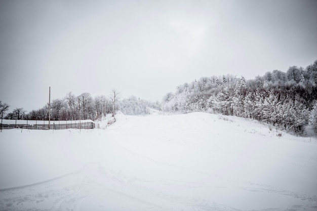 Pine trees forest in snowy landscape under cloudy sky