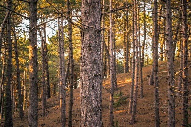 Photo pine trees in forest - sunny day