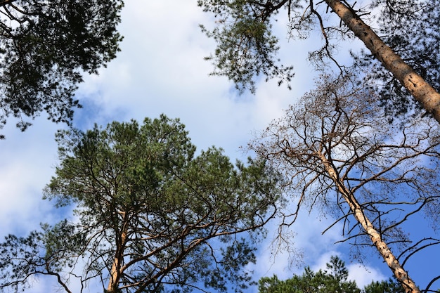 Pine trees in the forest with branches and crowns with cloudy sky on background
