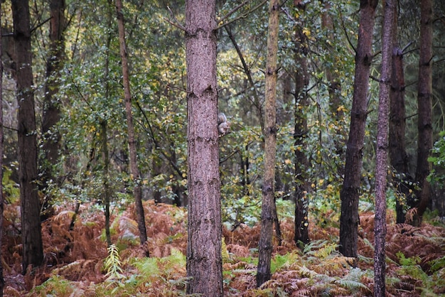 Foto alberi di pino nella foresta con lo scoiattolo