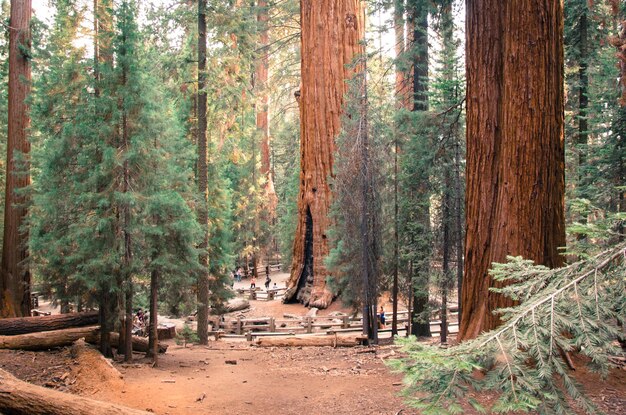 Photo pine trees in forest