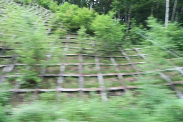 Pine trees in forest