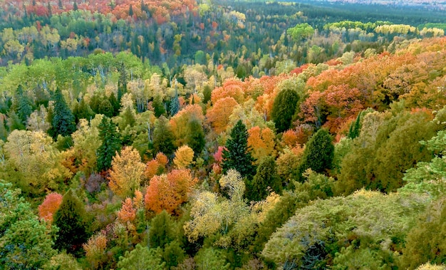 Photo pine trees in forest