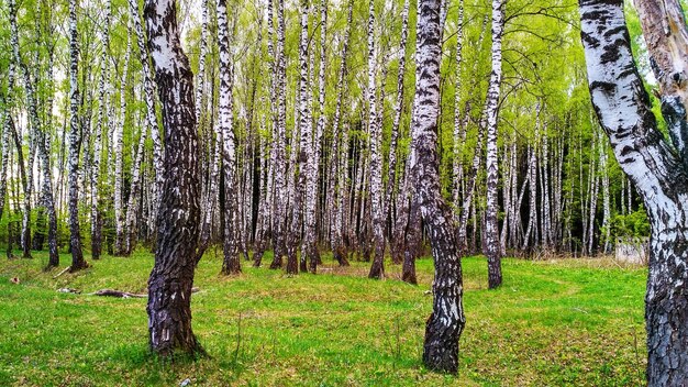 Foto alberi di pino nella foresta