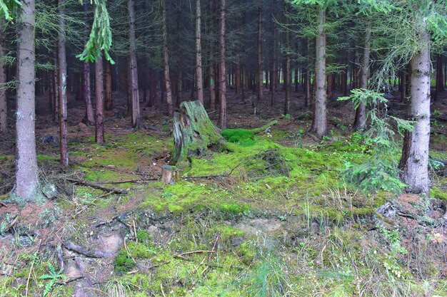 Photo pine trees in forest