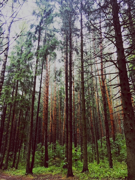 Foto alberi di pino nella foresta