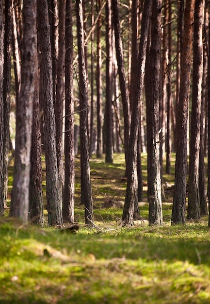 Pine trees in forest