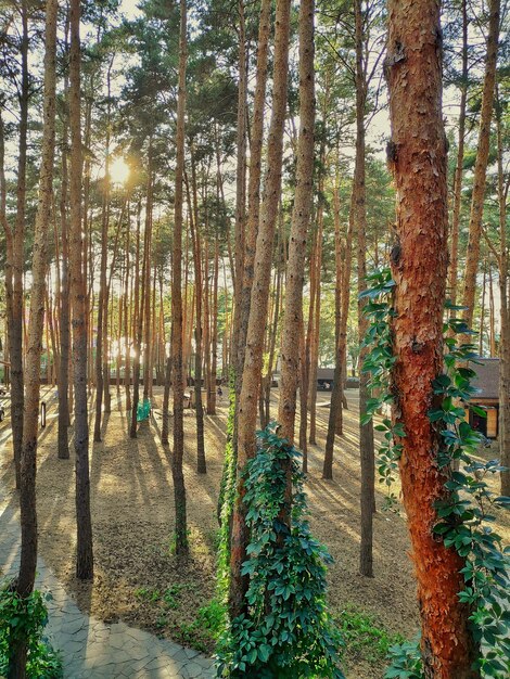 Foto alberi di pino nella foresta