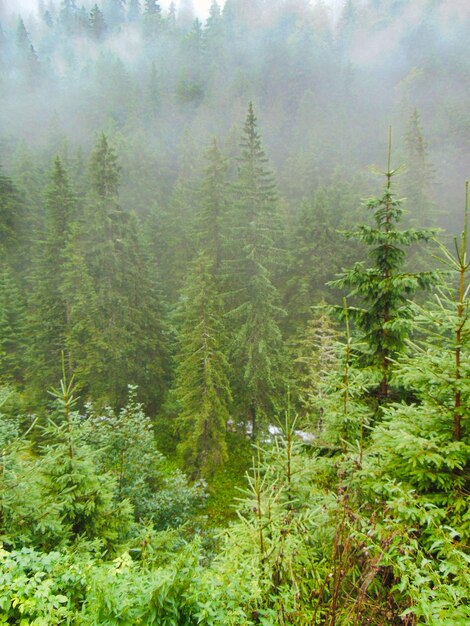 Photo pine trees in forest